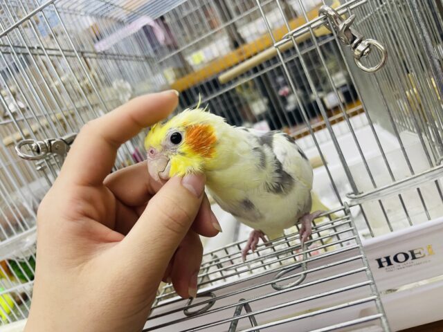 オカメインコ