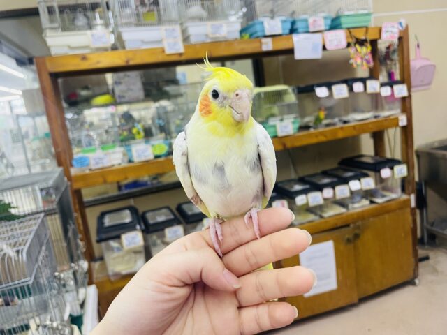 オカメインコ