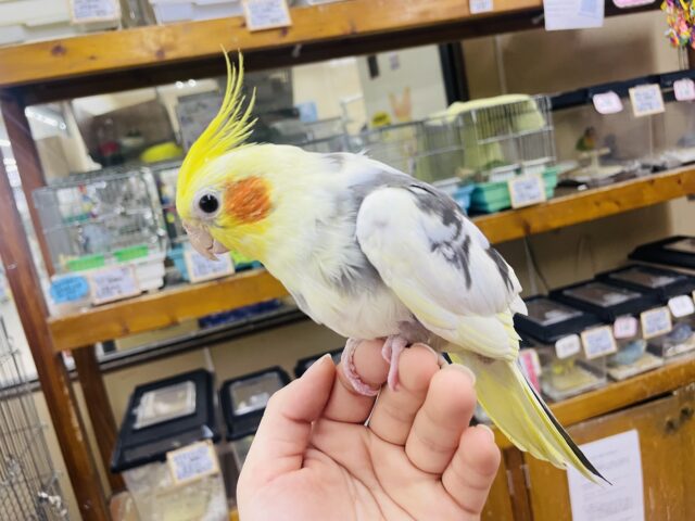 オカメインコ