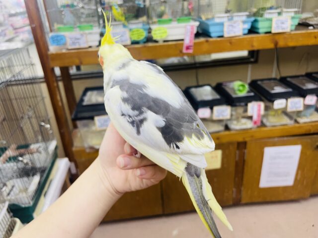 オカメインコ