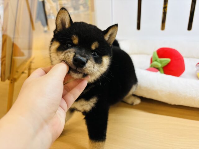 柴犬