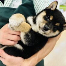 癒し担当は任せてくれ！！！柴犬くん！