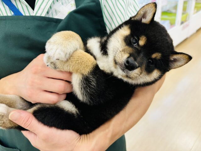 癒し担当は任せてくれ！！！柴犬くん！