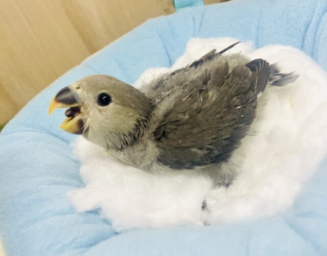 こざぽっぽ🐦🐦🐦個人的お気に入りカラー💫　コザクラインコ　モーブ