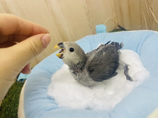 コザクラインコ（小桜インコ）