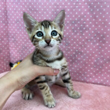 好奇心旺盛💛久しぶり！美人さんなベンガルの女のコきました〜★