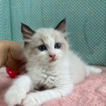 甘えん坊❣️ラグドールの男のコきました✨️