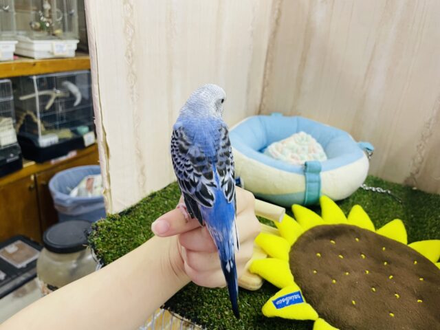 セキセイインコ