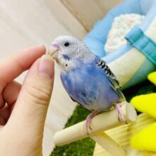 青空の下で海沿い🌊ドライビングコース🌊🚗💨💨💨　セキセイインコ　オパーリン