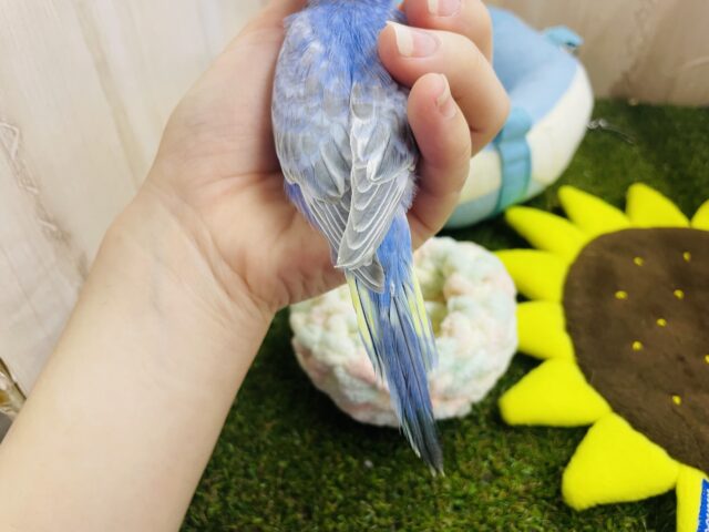 セキセイインコ