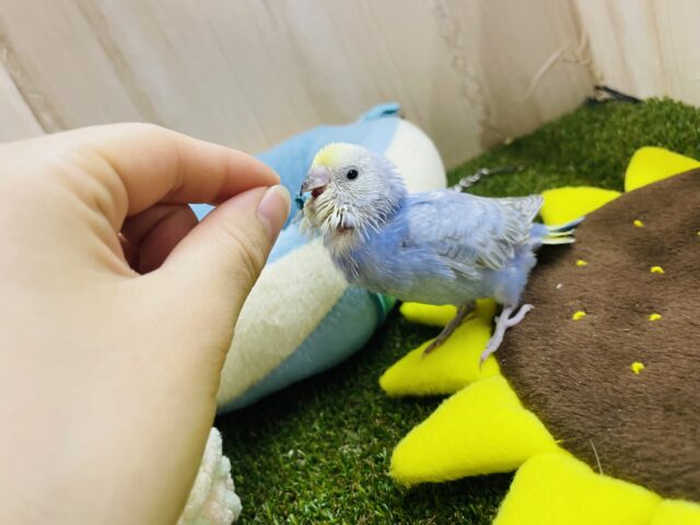 セキセイインコ