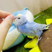 クシャクシャになった笑顔も好き→→→🫶💓🫶　セキセイインコ　レインボー