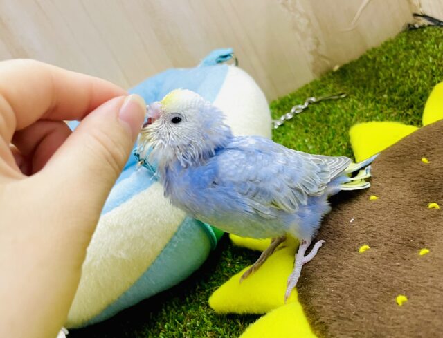 クシャクシャになった笑顔も好き→→→🫶💓🫶　セキセイインコ　レインボー