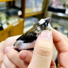 おこちょげ🥰ちょろちょろ〜🤎十姉妹！　十姉妹　茶白