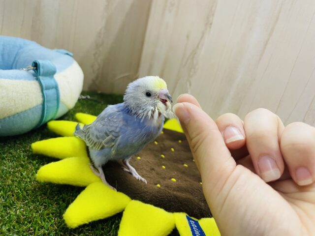 セキセイインコ