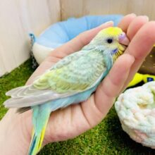 夢の爽やかエメラルド？😍高嶺のインコ🫶　セキセイインコ　パステルカラーレインボー