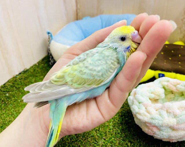 夢の爽やかエメラルド？😍高嶺のインコ🫶　セキセイインコ　パステルカラーレインボー