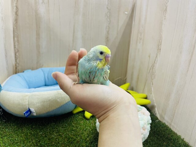 セキセイインコ