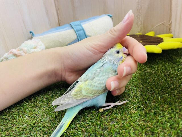 セキセイインコ