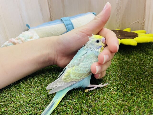 セキセイインコ