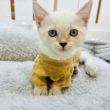 歩幅は狭めです♡マンチカンくん！