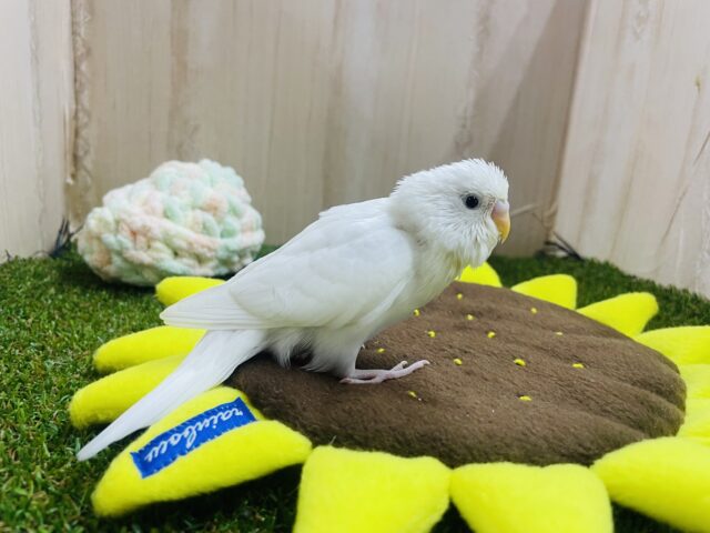 セキセイインコ