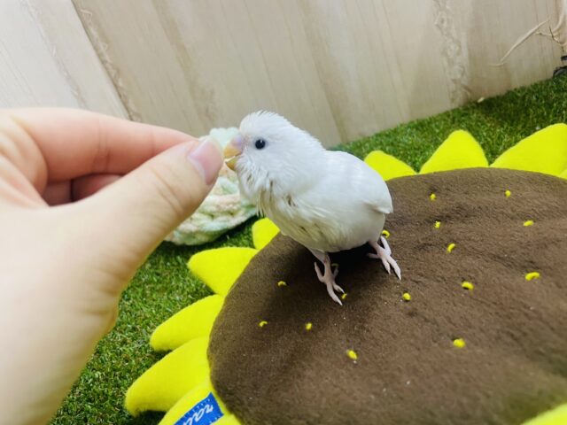 セキセイインコ