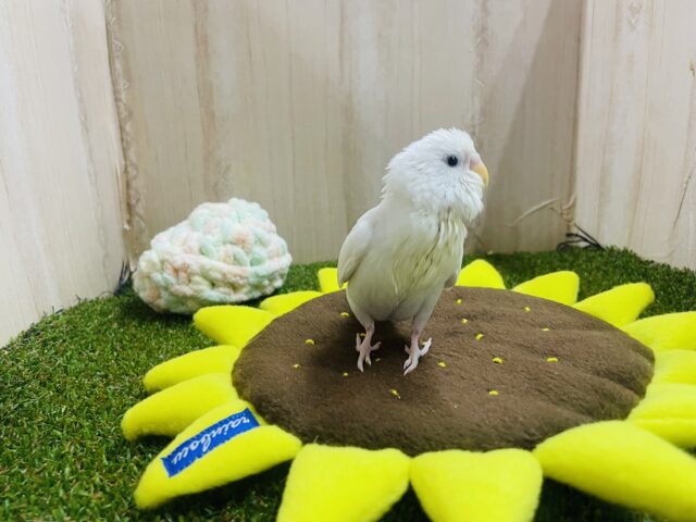 セキセイインコ