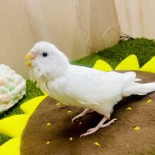 🫧🫧カルピスちゃん登場🫧🫧　セキセイインコ　ダブルファクター
