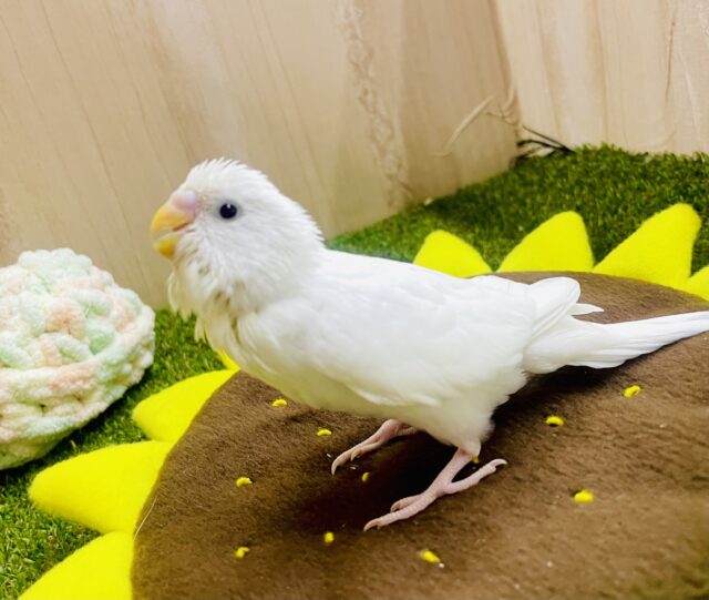 🫧🫧カルピスちゃん登場🫧🫧　セキセイインコ　ダブルファクター