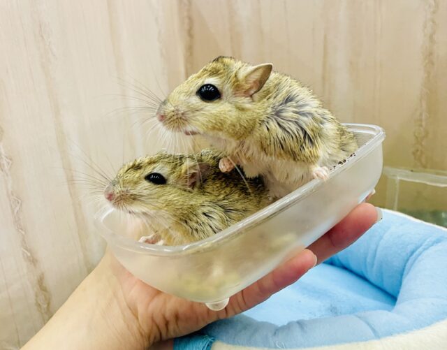 ぷっくりむぎゅ〜ん💓なマシュマロネズミ🐀🐀🍡　ジャイアントジャービル　