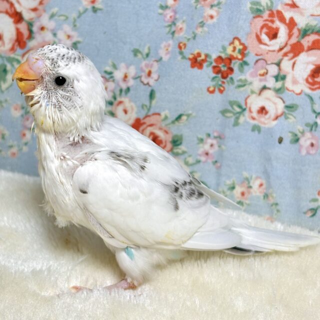 セキセイインコちゃん入舎✨魅力溢れるヒナちゃん達( ・θ・)∗*゚ セキセイインコ