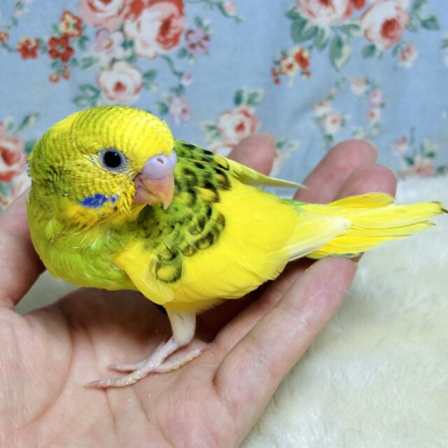 セキセイインコちゃん入舎✨魅力溢れるヒナちゃん達( ・θ・)∗*゚ セキセイインコ