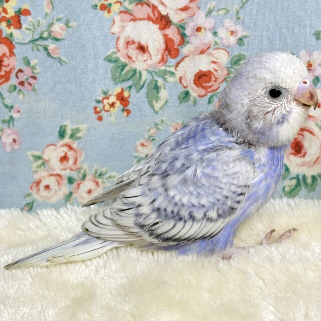 セキセイインコちゃん入舎✨魅力溢れるヒナちゃん達( ・θ・)∗*゚ セキセイインコ