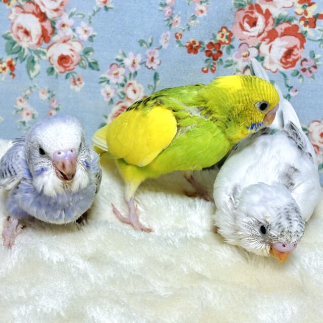 セキセイインコちゃん入舎✨魅力溢れるヒナちゃん達( ･θ･)∗*ﾟ