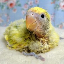 コザクラインコ  タイガーチェリー  🐯🍒∗*ﾟ