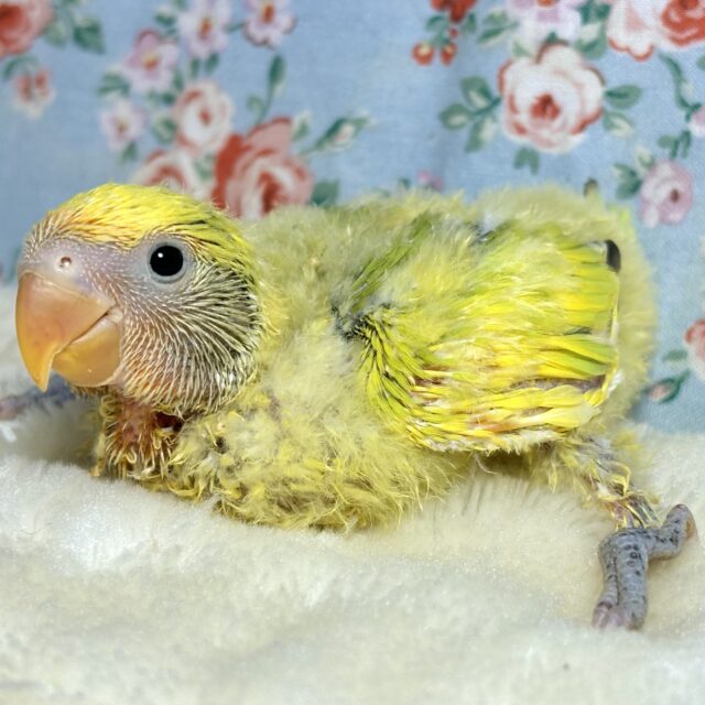 コザクラインコ（小桜インコ）