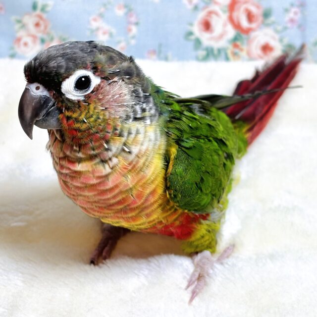 ナナクサインコ（七草インコ）