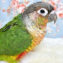 レッドワキコガネウロコインコ  🍎❤️🍓🍒🍉