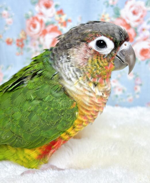 レッドワキコガネウロコインコ 🍎❤️🍓🍒🍉