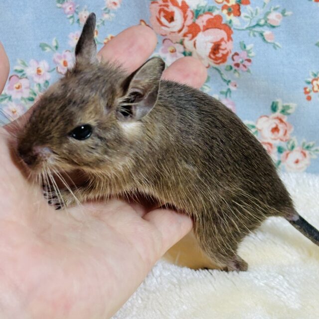 デグー