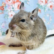 デグー  ノーマル(アグーチ)  男の子  🕰🌳