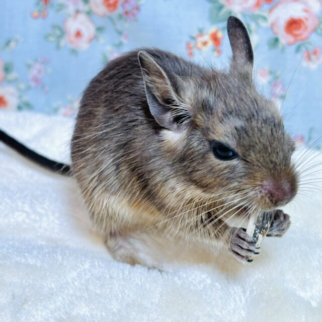 デグー