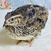 並ウズラ  女の子  🪶🥚