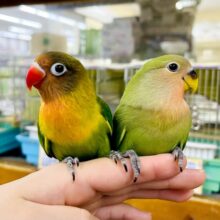 なれてるよ〜❣️1人餌間近❣️手のり❣️触れ合い大好き❤️‍🔥潤んだおめめのファンキーボタン❤️‍🔥🖤💚　ボタンインコ　キエリ