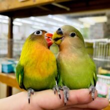 なれてるよ〜❣️1人餌❣️手のり❣️触れ合い大好き💓🌟ぼてっ。とわらび餅コザたんいるよっ🟢🟢🟢🦜　コザクラインコ　ノーマル