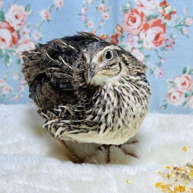 並ウズラ 女の子 🪶🥚 並ウズラ