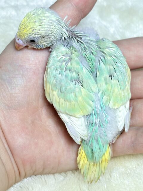 セキセイインコ