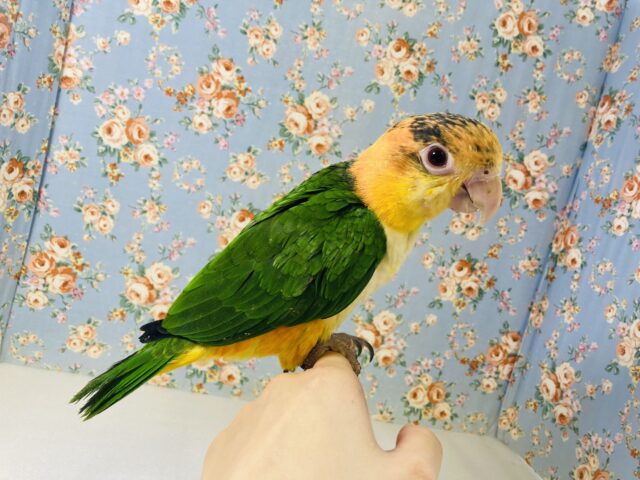 シロハラインコ