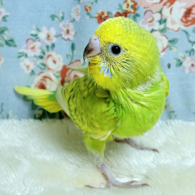 セキセイひなちゃん、暑いなか来てくれました〜☀️🐥🌱 セキセイインコ